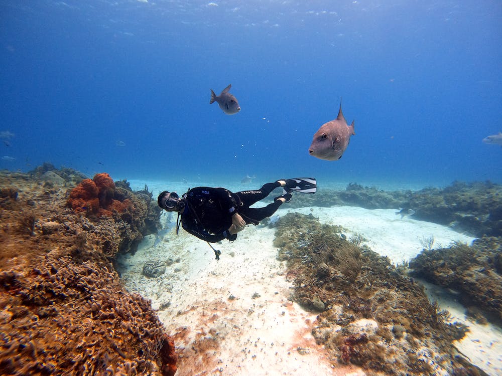 Diving Musa Cancun