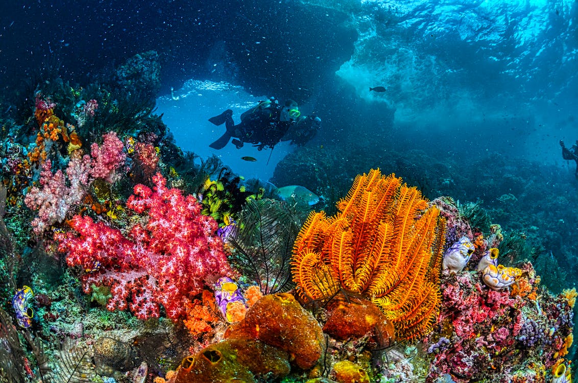 diving musa cancun