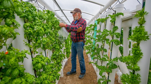 Hydroponic gardening